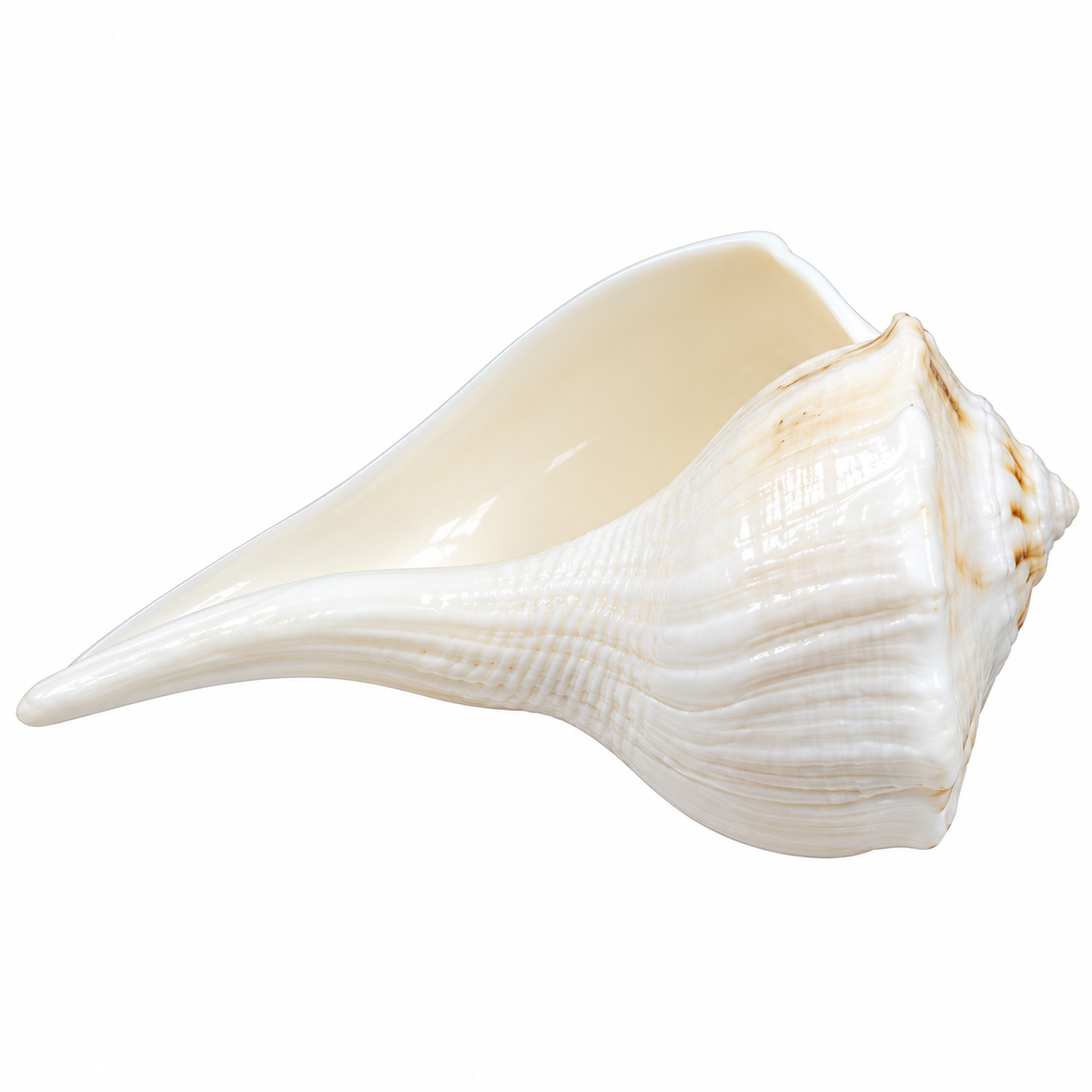 Natural White Conch Shell for Vishnu & Lakshmi Puja